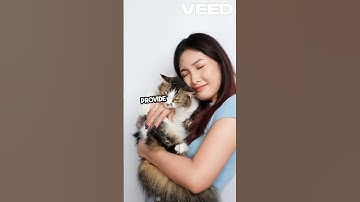 Cracking the Code  Decode Your Cat