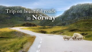 Trip on beautiful roads in Norway (all the way from Kongsberg to Lisebotn)