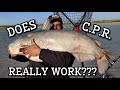 Does Catch And Release Really Work???