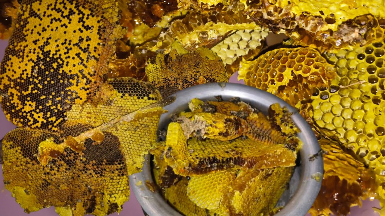 Harvesting organic honey at home🍯🐝||Home farming honey bee||village vlogs Part -1||#villagevlog 