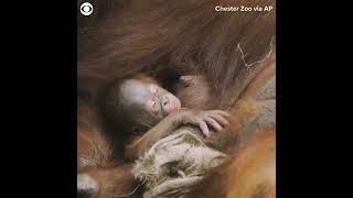 Orangutan baby born at zoo in England #shorts