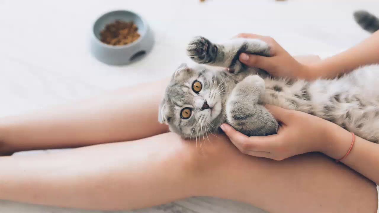 High Calorie Cat Food for Underweight Cats YouTube