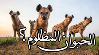 اعرف اكثر | الضبع - حقائق والافتراء التاريخي عليه