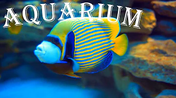 ❤ The Best of 4K Aquarium, Relaxing Music – Corals, Fish Tank, Amazing Screensaver