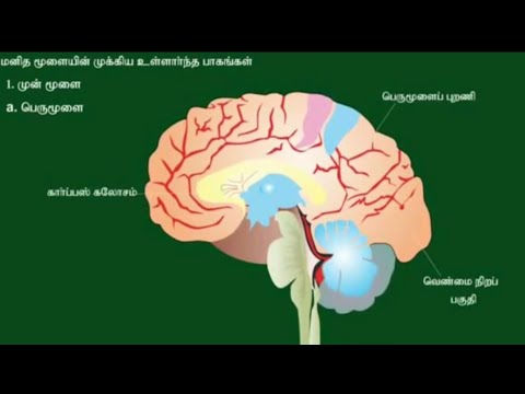 SCIENCE : மனித மூளையின் பாகங்கள் #salemcoachingcentre