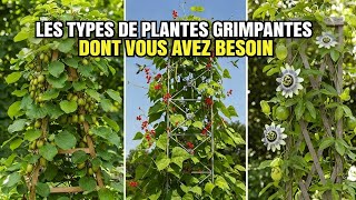 Top 7 Plantes GRIMPANTES Vivaces Comestibles pour Petits Jardins Verticaux 🌿