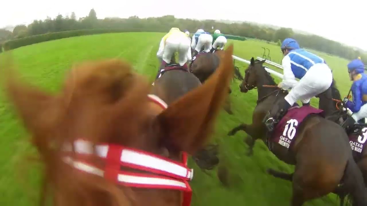 Embarquez au coeur du Qatar Prix de l'Arc de Triomphe 2024 avec Shin Emperor et Ryusei Sakai