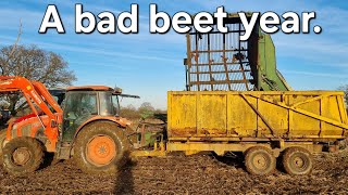 2023 fodder beet. Our worst year ever.