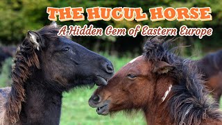 Hucul Horse - A Hidden Gem of Eastern Europe #horse #history #horsebreeds #extinction