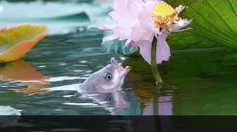荷花 Youtube 荷花 Youtube