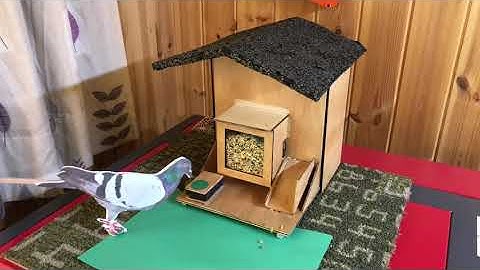 SmartFrank3000(tm) Raspberry Pi powered smart bird feeder - for birds with brains!