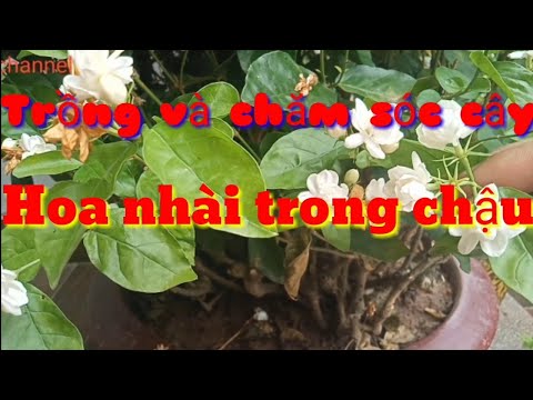 Video: Chăm Sóc Cây Hoa Nhài - Cách Trồng Cây Hoa Nhài