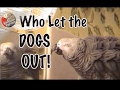 Einstein sings, "Who Let The Dogs Out"- Original Video