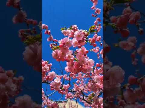 Цветение сакуры | Сад Дружбы | СПб