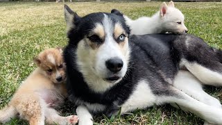 Dog Mom Adopts My Abandoned Husky Puppies