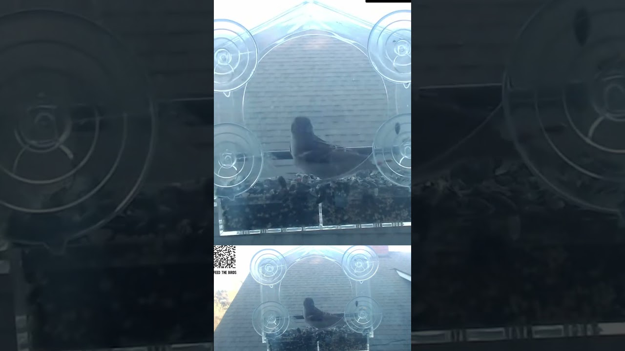 Tranquil Palouse Birdwatching Retreat | Window Feeder Serenity