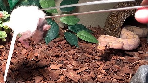 Banana ball python LIVE FEEDING