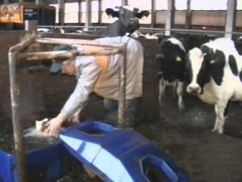 Video: Kas Yra Gyvulių Muldavimas
