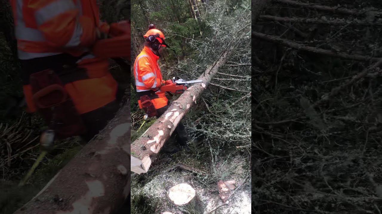 Kvistning med Husqvarna 550 XPG mark 2