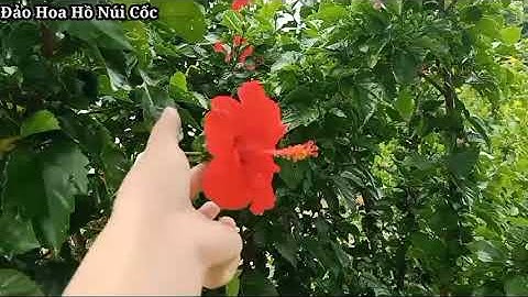 🌺🌼🌻Đảo Hoa Hồ Núi Cốc Thái Nguyên Khu Du Lịch Sinh Thái Lý Tưởng 🌺