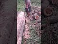 So Satisfying! The Wood Quality of This Giant Tree Is Amazing