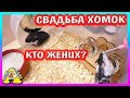 СВАДЬБА ХОМЯКОВ  / КТО ЖЕНИХ ХОМКИ ПЕПСИ / ПЕПСИ НЕ ХОЧЕТ ЗАМУЖ / Alisa Easy Pets