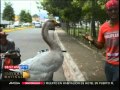 Increible pato obedece a su dueo