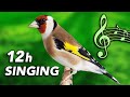 Goldfinch 12h training song  amazing classic singing