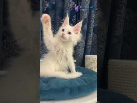 Meet Upland: White Maine Coon Kitten ❄️ Elegant &amp; Gentle!#MaineCoonKitten #WhiteMaineCoon #FluffyCat