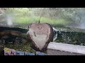 巨大エイのエサやり～ヒマンチュラ チャオプラヤ～(板橋区立熱帯環境植物館)