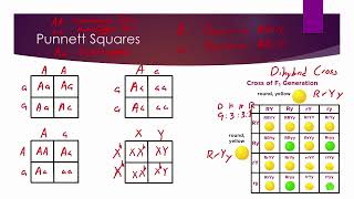 Road to Success MCAT Test Prep: Biology: Genetics and Evolution