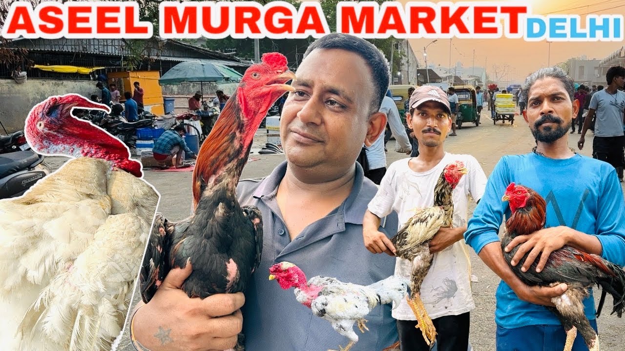 Aseel Murga Market Jama Masjid Delhi | delhi jama masjid aseel murga mandi|Desi Murga Market Delhi |