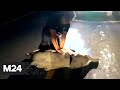 Героическое спасение! В Таиланде спасатель реанимировал слоненка после ДТП - Москва 24