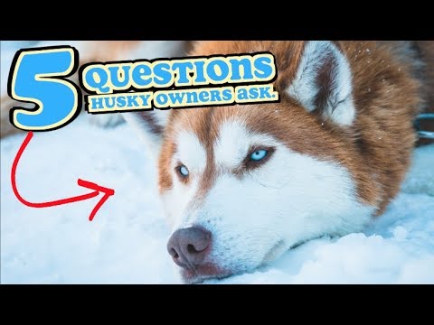 Video: 5 otázok sa opýtať, ako sa dostať Husky