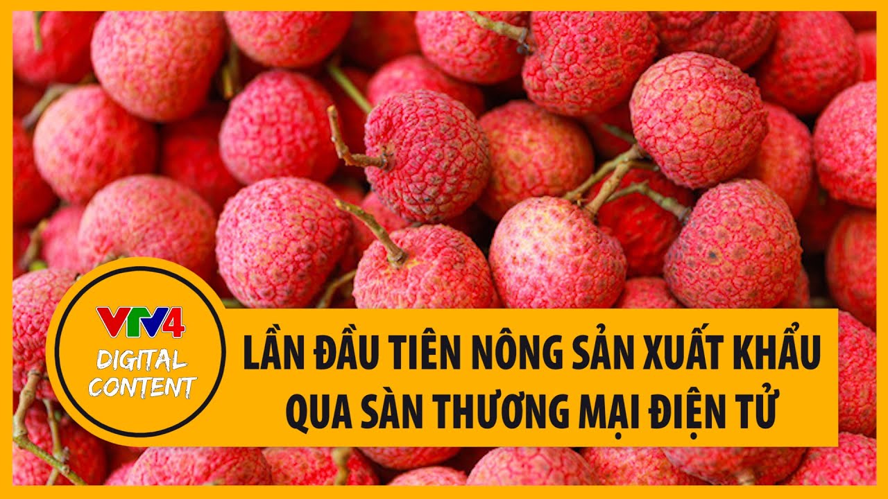 Đặt vải Việt Nam qua mạng, sau 4-5 ngày người châu Âu... - youtube