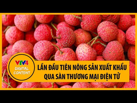 Video Đặt vải Việt Nam qua mạng, sau 4-5 ngày người châu Âu... - youtube