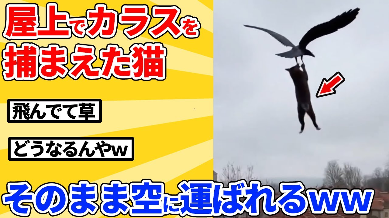 【2ch動物スレ】カラスを捕まえた猫→逆にカラスに連れ去られるｗｗｗｗｗ