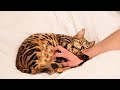 A heartwarming moment when cat in labor holds owners hand