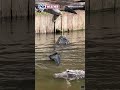 Alligator eats small alligator in Florida