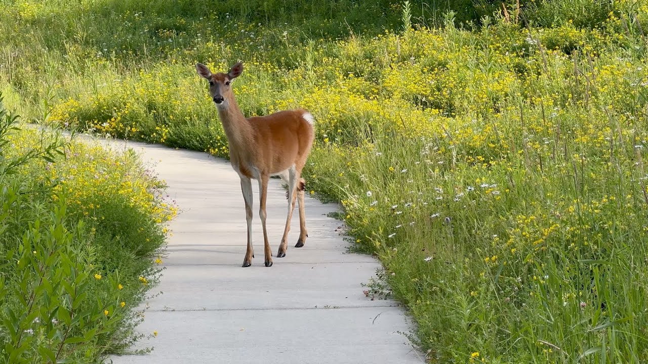 Wildlife ASMR [4K] - Michigan Animals - Ann Arbor Nature - June 2024 Edition