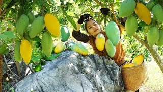 Harvest Mango varieties that only grow on white rock mountains Goes to market sell - Cut dense grass