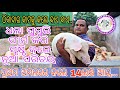 BIGGEST WHITE PIG FARM IN ODISHA।।ଓଡ଼ିଶା ର ସବୁଠୁ ବଡ଼ ଧଳା ଘୁଷୁରୀ ଫାର୍ମ