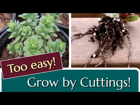 Vídeo: Como cultivar uma pequena árvore Sedum - Growing Tree Stonecrop