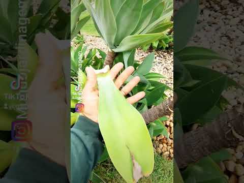 Vídeo: Você pode cortar tronco de agave?