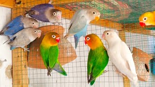 African Lovebirds Breeding Secrets Unveiled!  | AB Pet House