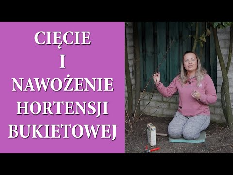 Wideo: Jak nawozić hortensję?