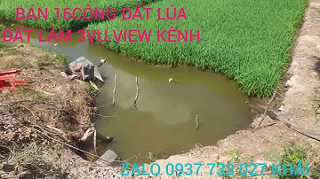 T749.bán 16công đất lúa.MT 29m.đất 3 vụ.đường  xe 7 chổ chạy.Dân cư đông đúc.Xã Tân Lập.Mộc Hóa LA👍💖