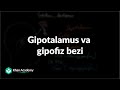 Gipotalamus va gipofiz bezi |  Endokrin tizimi | Tibbiyot