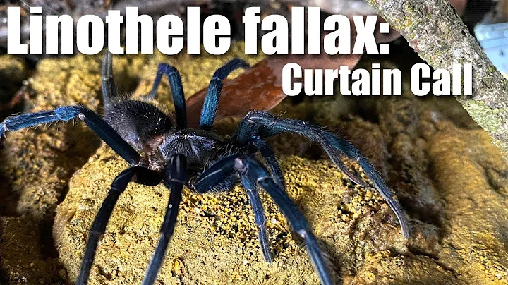 Linothele fallax: The Tiger Curtain Web Spider gets a new nature inspired enclosure