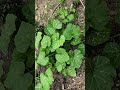 My pumpkin plant is growing beautifully! 🎃🌱 #gardening #gardenlife #pumpkinplant